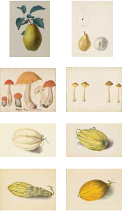 19th century French watercolors of mushrooms, squash and pears